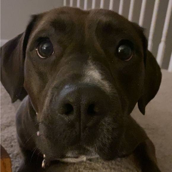 Meet the Posher Other - Meet your Posher, Macy!